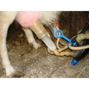 Аппарат доильный для коз, кобылиц, лосих, верблюдиц Фермер АД-02СК